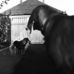 Szántó Szabolcs - Instagram - fotó - 04